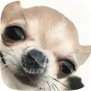 Dogs telegram stickers