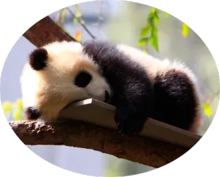 🐼 панда, спящий, животное, милый, медведь telegram sticker