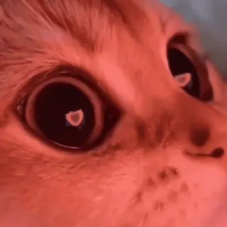 😻 猫, 動物, ペット, クローズアップ, 目 telegram sticker