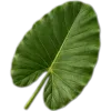 🥥
