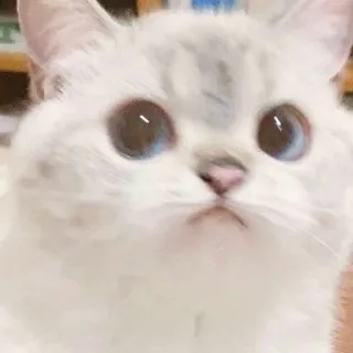 🐱 cat, kitten, cute, animal, pet, eyes whatsapp sticker