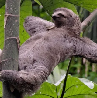 🦥 luiaard, dier, boom, schattig, langzaam, natuur, wildlife telegram sticker