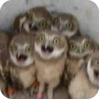 🫥 owls, cute, funny, birds, wide-eyed, surprised, nest, animals, reaction telegram sticker