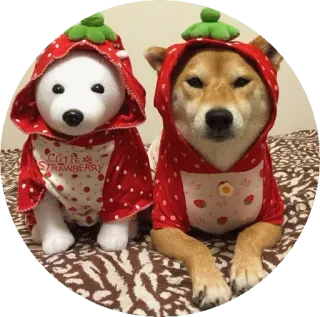 😮 CUTIE STRAWBERRY pies, truskawka, słodki, zwierzę, zwierzak, ubranie, kostium telegram sticker