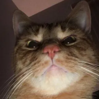 😠 gatto, animale, animale domestico, mammifero, felino, animale da compagnia telegram sticker