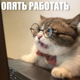 😒 ОПЯТЬ РАБОТАТЬ cat, glasses, computer, work, funny, meme telegram sticker
