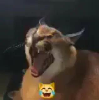 😂 karakal, big floppa, katze, meme, tier, exotisches haustier whatsapp sticker