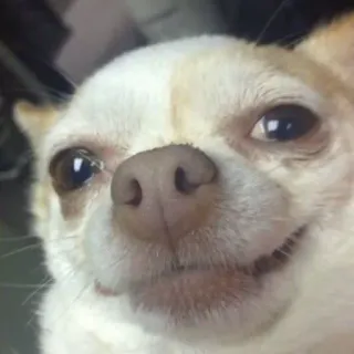 ☺️ Hund, Chihuahua, Tier, Haustier, süß, kleiner Hund whatsapp sticker