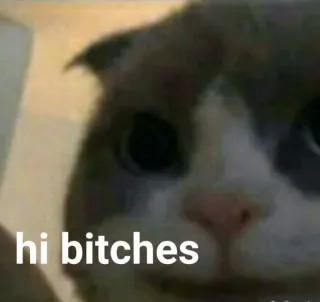 🐱 hi bitches Katze, beleidigend, Meme, Gruß, Humor whatsapp sticker