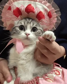 🍓 cat, kitten, strawberry, cute, pet, animal, domestic, hat whatsapp sticker