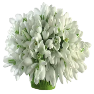 🌺 snowdrops, flowers, bouquet, spring, white, floral, nature, plant telegram sticker