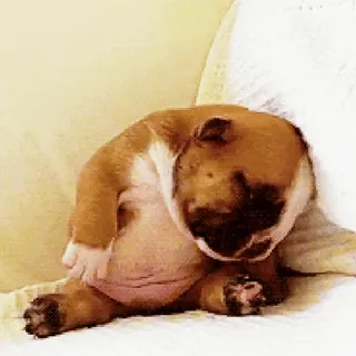 😴 chien, chiot, adorable, mignon, bouledogue, animal de compagnie telegram sticker