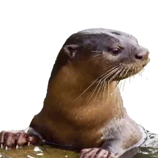 😠 выдра, животное, млекопитающее, вода, дикая природа telegram sticker
