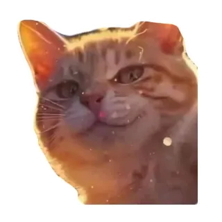 😏 chat, animal de compagnie, animal, chat domestique, félin telegram sticker