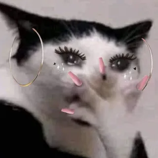 пушистые мемы @catsandsadness whatsapp stickers