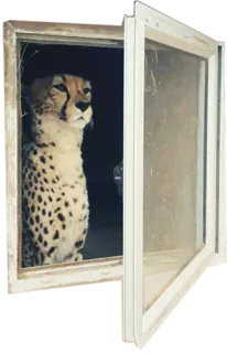 🖼 cheetah, window, animal, cat, wildlife, spotted, safari whatsapp sticker
