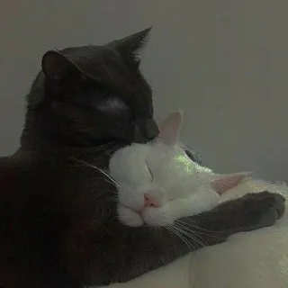 🧩 gatto, gatti, animali, animali domestici, affetto, amicizia telegram sticker