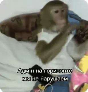 🙂 Адмін на горизонте
ми не нарушаем ลิง, ข้อความ, สัตว์, มุกตลก whatsapp sticker