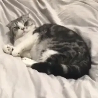 😐 gato, animal de estimação, animal, doméstico, fofo, felino telegram sticker