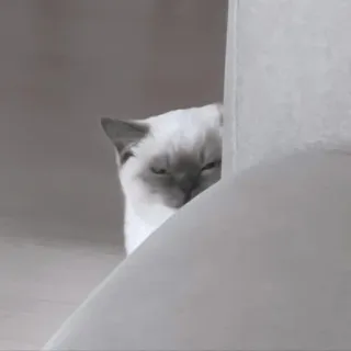 🎀 猫, 偷看, 动物, 可爱, 宠物, 家养, 小猫 telegram sticker