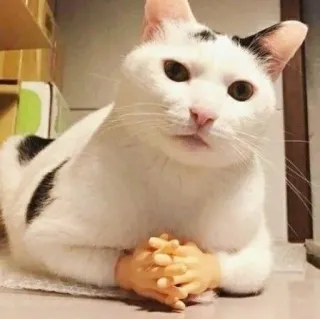 🪐 cat, hands, animal, pet, funny, meme telegram sticker