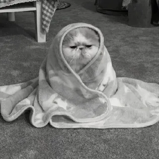 🖇 cat, towel, cute, pet, animal, wrapped telegram sticker