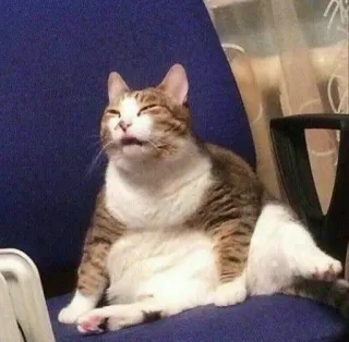 😑 chat, animal, animal de compagnie, drôle, mème, assis, chaise, mignon telegram sticker