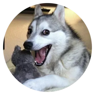 😍 犬, ハスキー, 動物, 可愛い, ペット, ミーム, 面白い telegram sticker