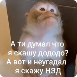 🌟 А ти думал что
я скашу дододо?
А вот и неугадал
Я скажу НЭД scimmia, meme, animale, divertente, testo, russo, frase whatsapp sticker