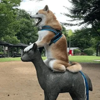 😎 chien, shiba inu, animal, statue, parc, fun, humour telegram sticker