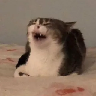 😮 cat, meme, funny, animal, sneeze, pet telegram sticker