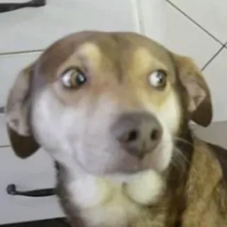😕 cane, animale, animale domestico, divertente, meme, carino telegram sticker