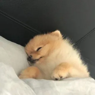 😴 dog, puppy, pomeranian, sleeping, cute, animal telegram sticker