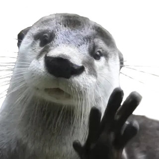 😕 выдра, животное, млекопитающее, милый, дикая природа, калан, рука telegram sticker
