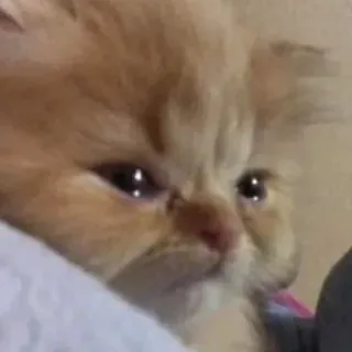 🥺 chat, chaton, triste, mignon, animal, animal de compagnie telegram sticker