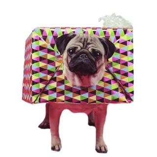 🎁 dog, pug, animal, pet, gift, box whatsapp sticker