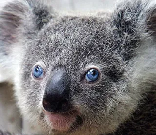 🐨 koala, animal, marsupial, wildlife, cute, australia, nature telegram sticker