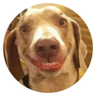 😬 犬, 動物, ペット, 笑顔, 幸せ, 面白い, ミーム telegram sticker