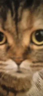 👁 gato, animal, animal de estimação, felino, gato doméstico telegram sticker