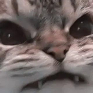 🎀 猫, 动物, 宠物, 小猫, 可爱, 搞笑, 表情包 telegram sticker