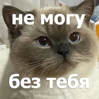 😒 не могу
без тебя แมว, รัสเซีย, ข้อความ, สัตว์เลี้ยง, สัตว์, มีม telegram sticker