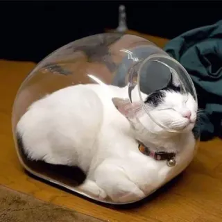 🧑‍🚀 gato, mascota, animal, dormir, lindo, casco transparente, divertido telegram sticker
