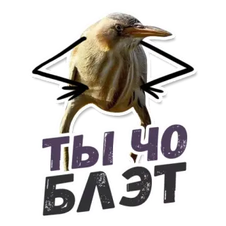 😡 ты чо БЛЭТ 鸟, 搞笑, 贴纸, 表情包 telegram sticker