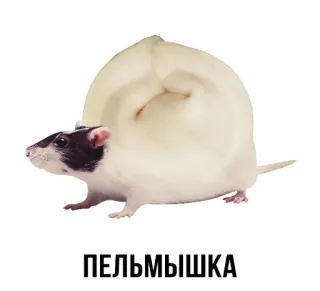 🐭 ПЕЛЬМЫШКА ratto, roditore, animale, carino, bianco, animale domestico telegram sticker