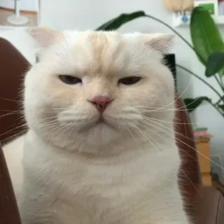 😐 cat, animal, pet, cute, funny, meme whatsapp sticker
