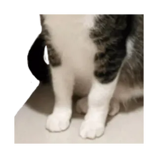 ⚪️ gato, animal, mascota, animal doméstico, lindo, patas whatsapp sticker