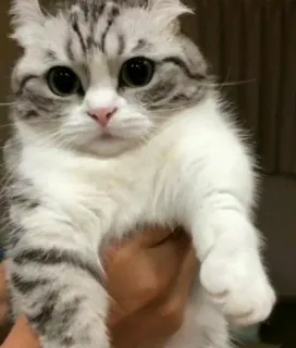 😞 cat, kitten, cute, pet, animal, domestic whatsapp sticker