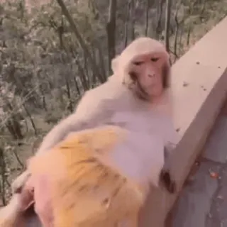 🐵 обезьяна, оскорбительный жест, средний палец, животное telegram sticker