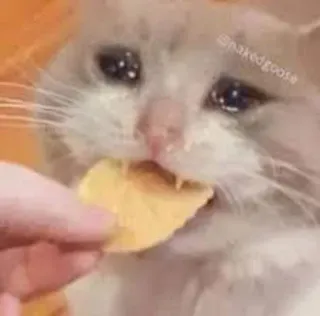 😩 gato, llorando, snack, triste, meme telegram sticker