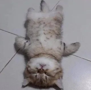 😌 猫, 子猫, 睡眠, 動物, 可愛い, ペット whatsapp sticker